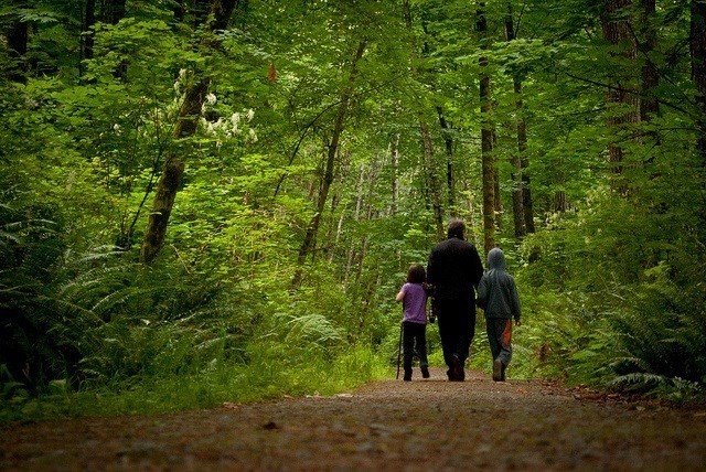 Qué es el Shinrin-yoku o baño de bosque