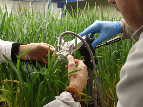 Qué variedades de trigo se adaptarán mejor al cambio climático