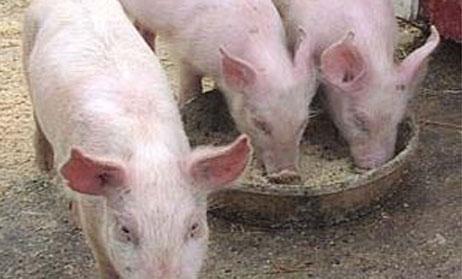 Aditivos que reducen la contaminación del alimento de los cerdos