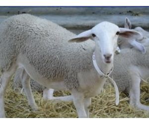 XIII Jornadas sobre el Cordero Segureño Ecológico