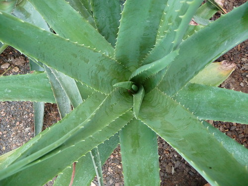 Aloe vera para comérsela!