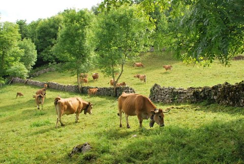 La carne ecológica tiene más nutrientes