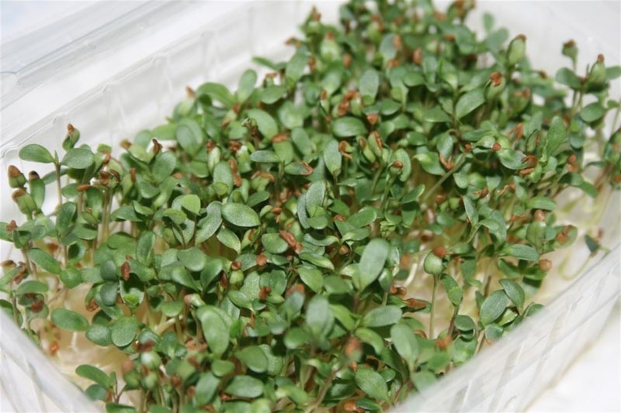 Ventajas de los germinados de judía