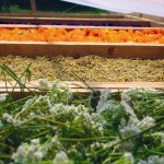 Rumanía experimenta un crecimiento brutal "bio"