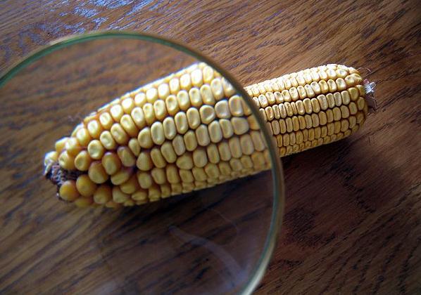 El maíz transgénico se consolida entre los agricultores españoles