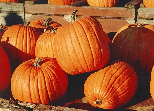 Genomas de calabaza revelan una historia evolutiva poco común