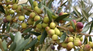 El sector ‘bio’ celebra sus premios anuales en Baena