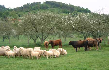 Ecovalia solicita actuaciones urgentes ante la situación del sector ganadero ecológico