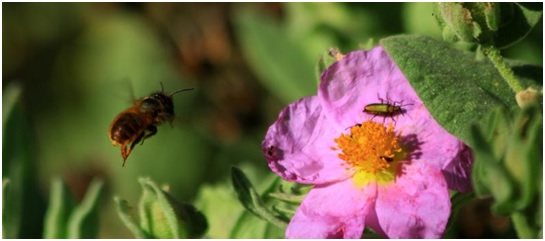 Por qué mantener un seto vivo en nuestra parcela