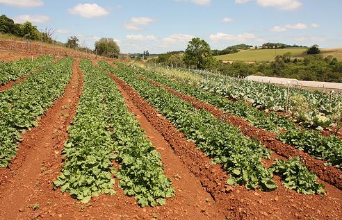 Nuevo curso sobre citricultura ecológica