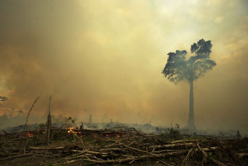 alimentos ecológicos