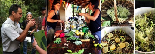 Hierbas buenas para la cocina y el botiquín