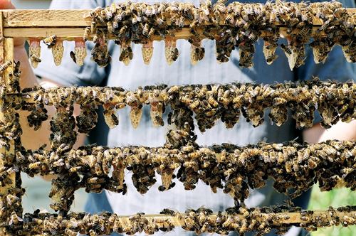 Jalea real contra el cansancio