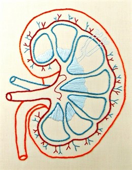 Alimentos para un riñón sano