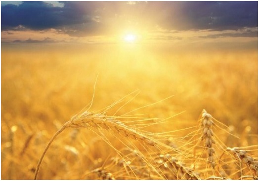 Qué es la seguridad alimentaria global