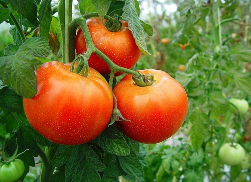 Cultivar tomates