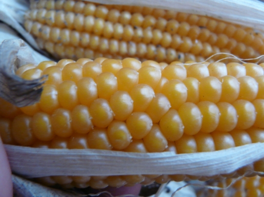 TERMINATOR La transgenia ataca de nuevo