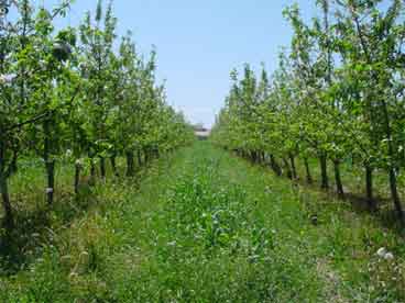 Curso Online de Agricultura Ecológica de ISM