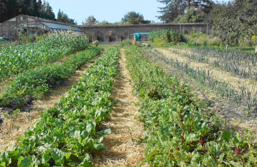 HUERTOS "BIO" Garden Ambrosia