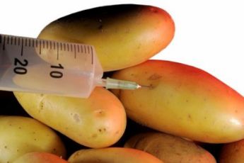 La patata transgénica de BASF es ilegal