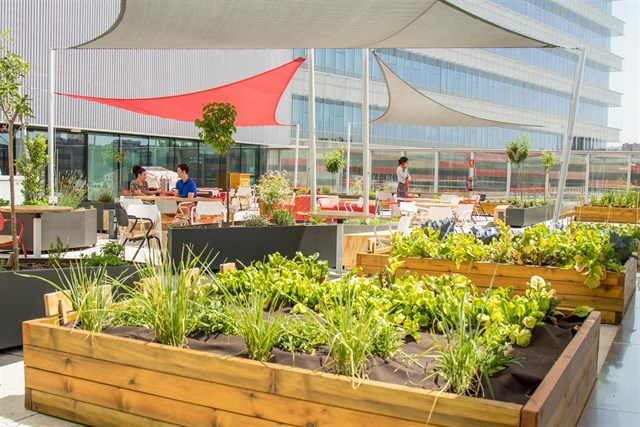 Mahou San Miguel instala un huerto ecológico en su sede madrileña para fomentar un estilo de vida saludable