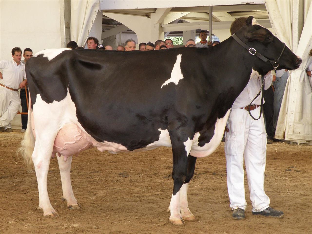 La leche fresca ‘minimiza’ el riesgo de asma en niños