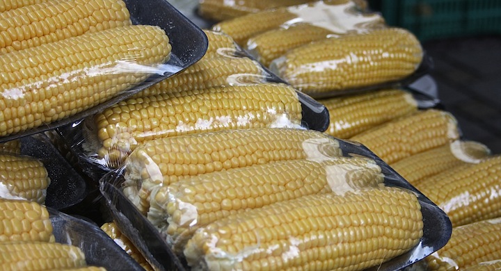 Instan al ministro Cañete a que mañana vote en contra de la autorización del maíz transgénico 1507