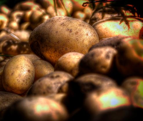 Ingenieros estudian la fertilización nitrogenada para conservar la patata