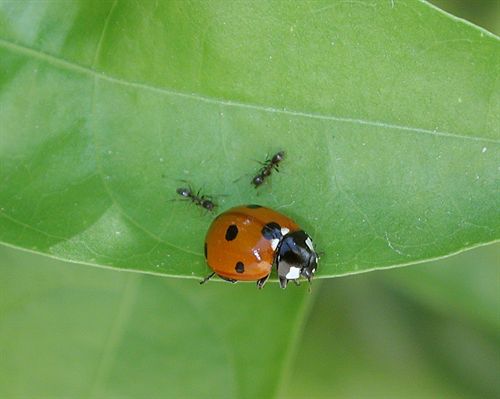 Expertos de la UPV demuestran la incidencia de hormigas de la Península en el incremento de plagas de cítricos