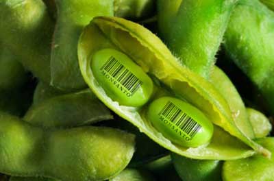 Europa debería rechazar tres semillas de soja transgénicas resistentes al glifosato