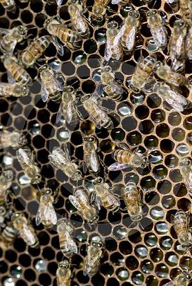 El MARM edita un manual sobre apicultura