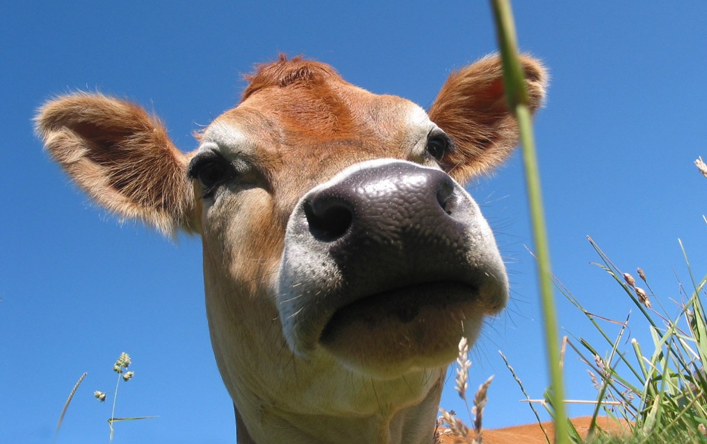 Pienso ecológico en Teruel