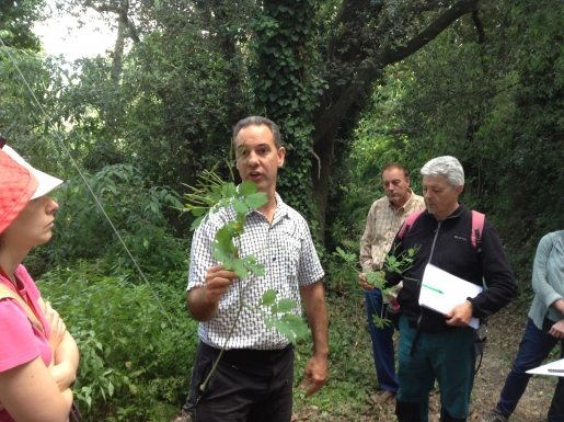 Reconocimiento de plantas silvestres comestibles