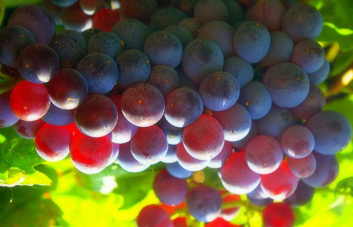 Un complemento alimenticio hecho a partir de los polifenoles de la uva