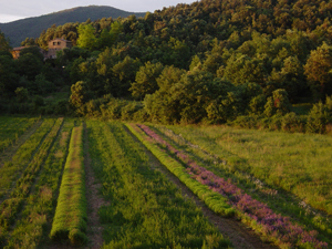 Se incrementa un 10% la superficie de agricultura ecológica de la Comunidad de Madrid