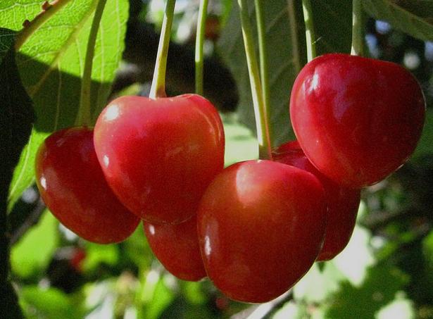 Una guía del MARM cita la cereza del Jerte entre las mejores frutas y hortalizas de España
