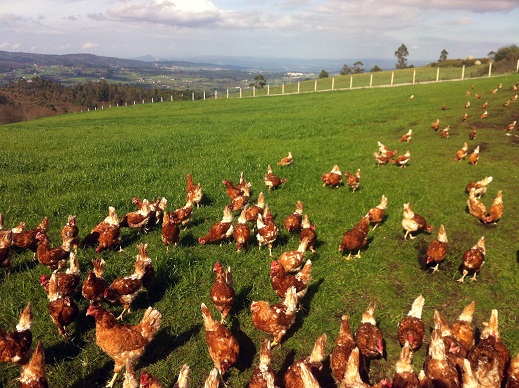 AVEGA diez años produciendo huevos ecológicos