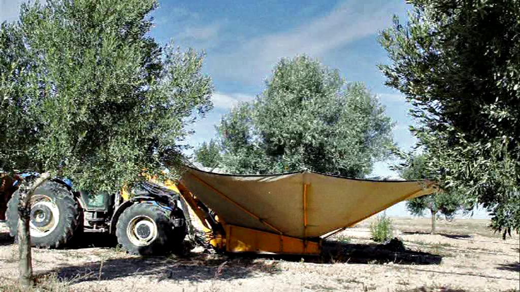 Investigadores aragoneses comprueban que el aceite de oliva virgen extra previene enfermedades