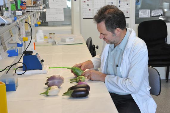 Las berenjenas cultivadas al aire libre tienen mayor potencial antioxidante que las de invernadero