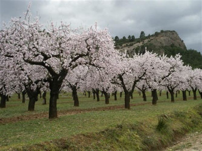 Agricultura amplía hasta el año 2014 las ayudas agroambientales