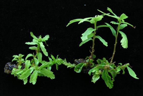 Galicia apuesta por el cultivo in vitro del roble