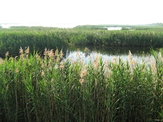 Agricultura y los regantes de El Hondo acuerdan el vaciado "terapéutico" del embalse para atajar el botulismo