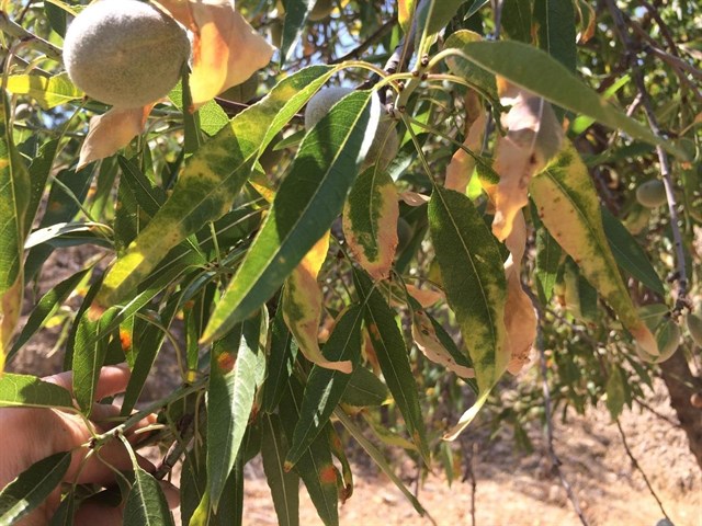 La SEAE propone un "enfoque ecológico" para combatir la Xylella
