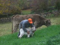 Beber leche de vaca que come pasto fresco reduce el riesgo de infarto en un 36%