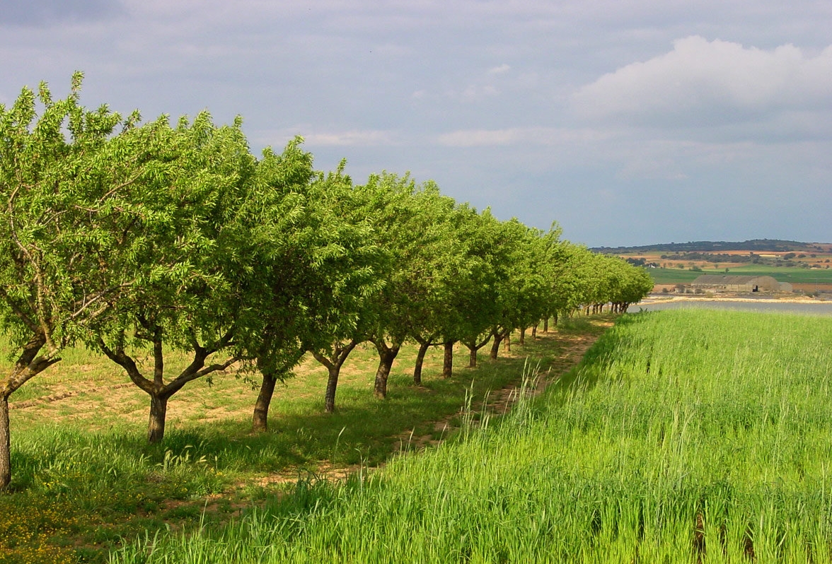 Los cultivos del almendro