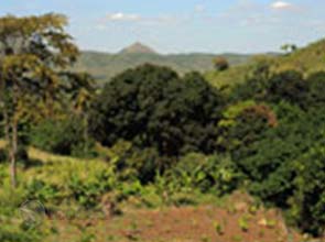 GHG emissions from Agriculture have increased – U.N. F.A.O.