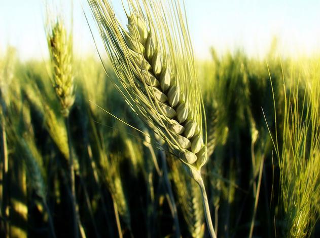 Efectos del arsénico en los alimentos