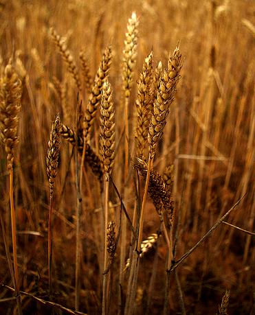 Mertxe de Renobales defiende las semillas transgénicas en la agricultura ecológica para luchar contra el hambre