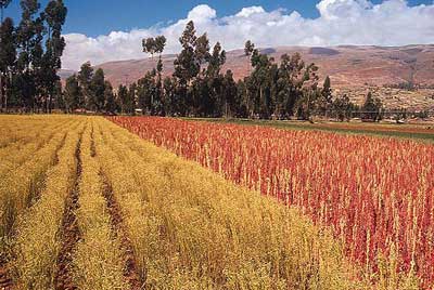 La Rioja. Agricultura destina 15.000 euros en ayudas a las agrupaciones de productores para impulsar la lucha contra plagas