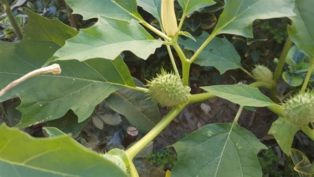 Ahora Getafe denuncia el posible envenamiento de palomas y la presencia de plantas de estramonio